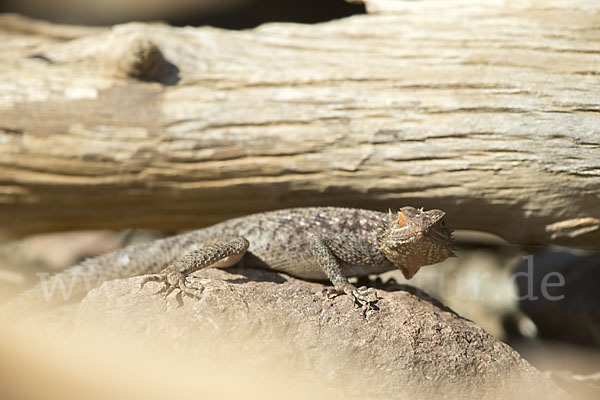 Siedleragame (Agama agama)