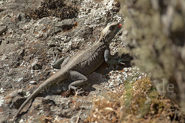 Siedleragame (Agama agama)