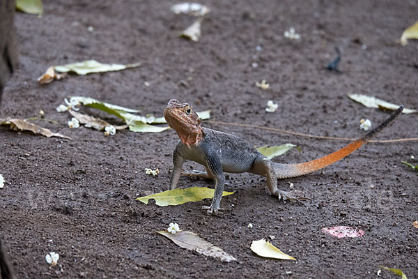 Siedleragame (Agama agama)