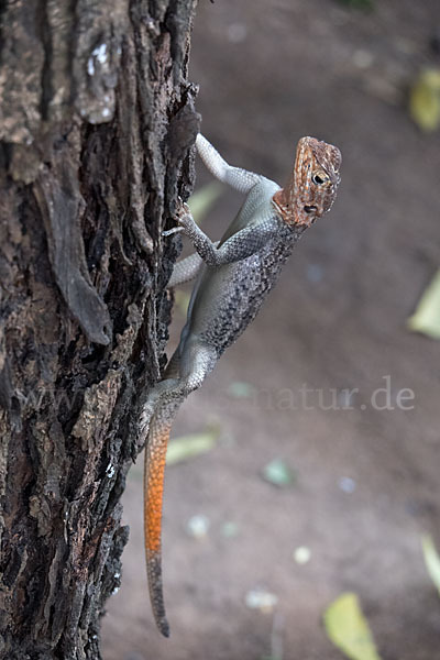 Siedleragame (Agama agama)