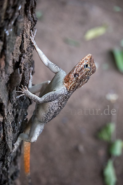 Siedleragame (Agama agama)