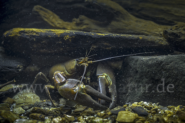 Signalkrebs (Pacifastacus leniusculus)