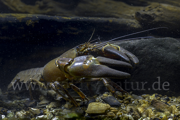 Signalkrebs (Pacifastacus leniusculus)