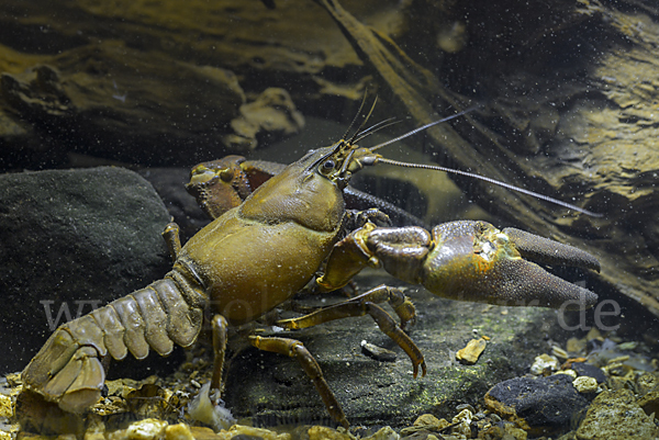 Signalkrebs (Pacifastacus leniusculus)