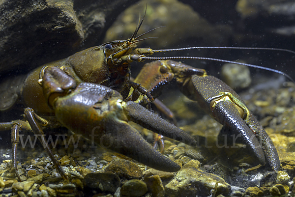 Signalkrebs (Pacifastacus leniusculus)