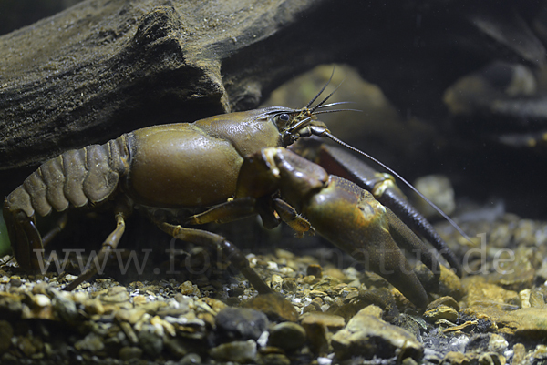 Signalkrebs (Pacifastacus leniusculus)