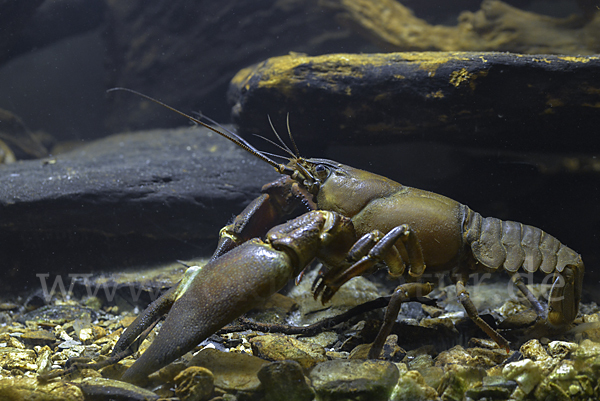 Signalkrebs (Pacifastacus leniusculus)