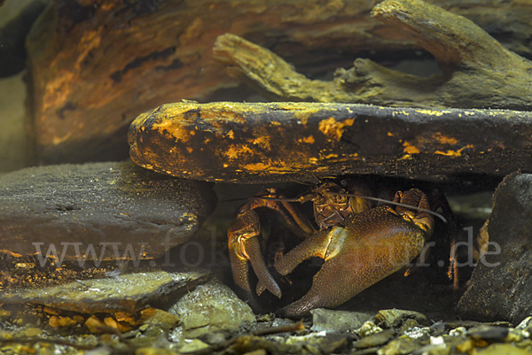 Signalkrebs (Pacifastacus leniusculus)