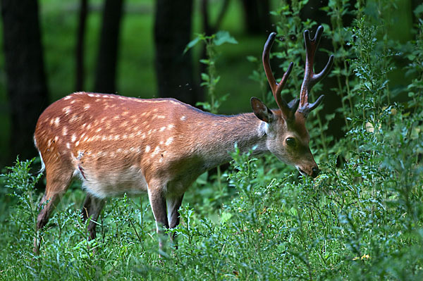 Sikahirsch (Cervus nippon)