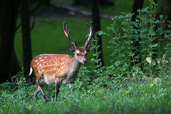 Sikahirsch (Cervus nippon)