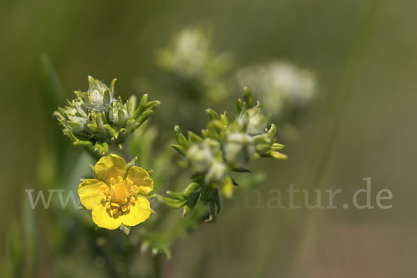 Silber-Fingerkraut (Potentilla argentea)