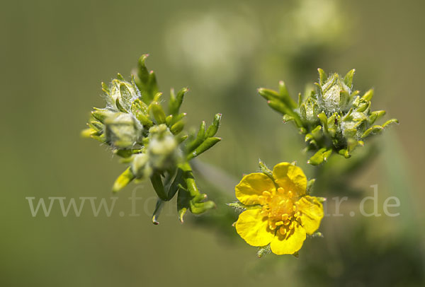 Silber-Fingerkraut (Potentilla argentea)