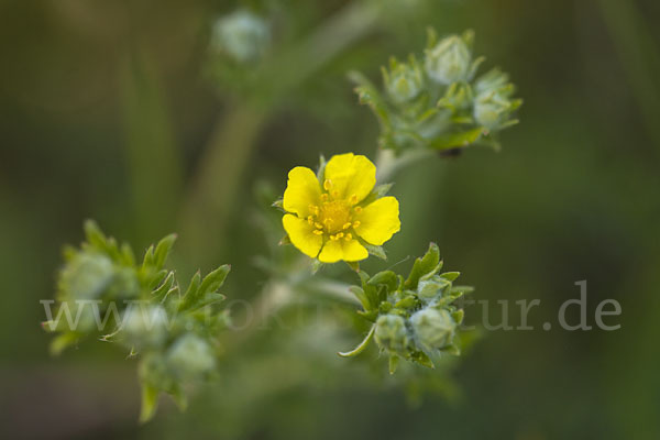 Silber-Fingerkraut (Potentilla argentea)