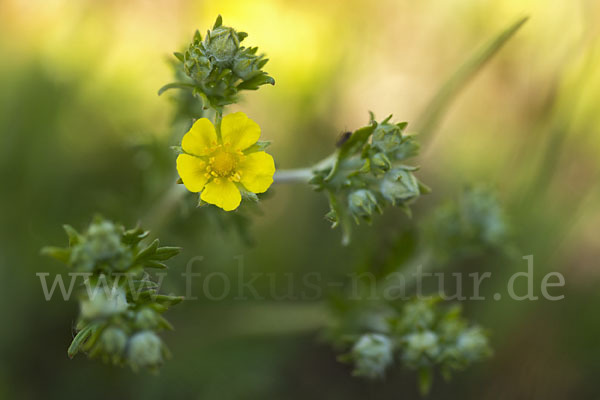 Silber-Fingerkraut (Potentilla argentea)