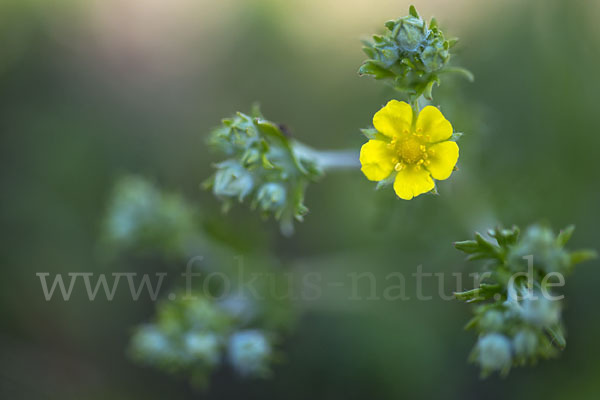 Silber-Fingerkraut (Potentilla argentea)