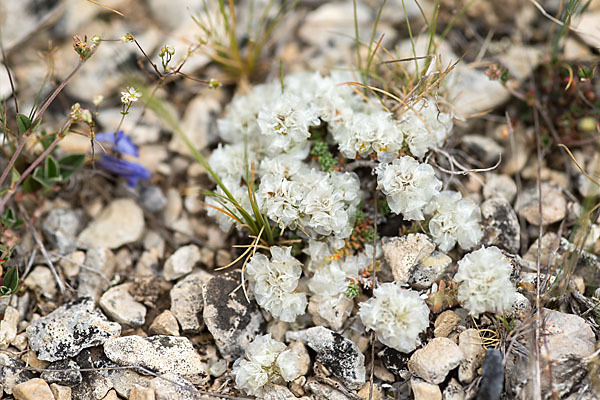 Silber-Mauermiere (Paronychia argentea)