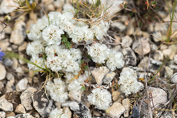 Silber-Mauermiere (Paronychia argentea)