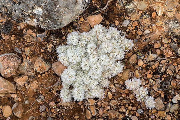 Silber-Mauermiere (Paronychia argentea)