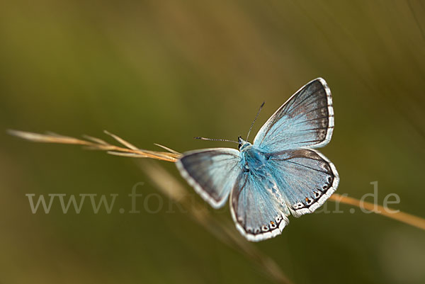 Silberbläuling (Polyommatus coridon)