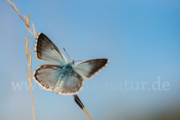 Silberbläuling (Polyommatus coridon)