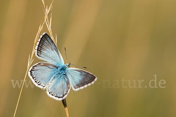 Silberbläuling (Polyommatus coridon)