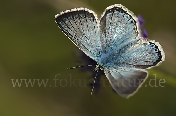 Silberbläuling (Polyommatus coridon)