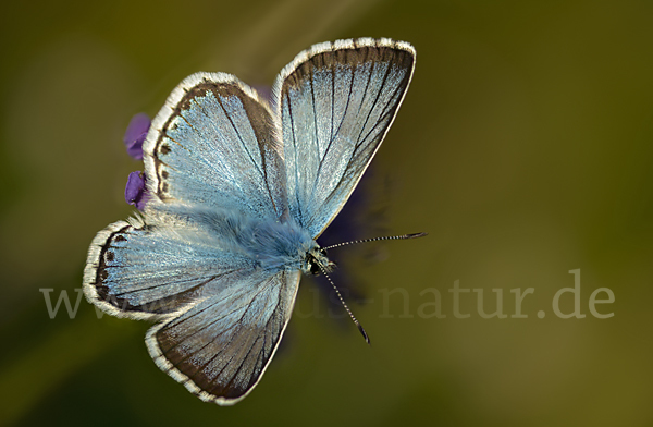 Silberbläuling (Polyommatus coridon)