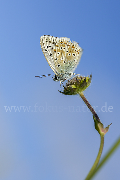 Silberbläuling (Polyommatus coridon)