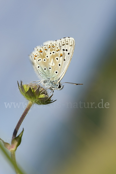 Silberbläuling (Polyommatus coridon)