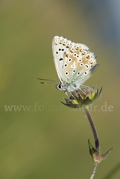 Silberbläuling (Polyommatus coridon)