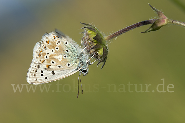 Silberbläuling (Polyommatus coridon)