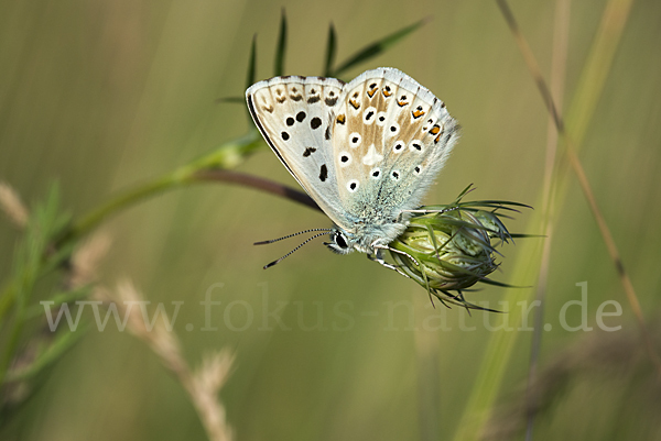 Silberbläuling (Polyommatus coridon)