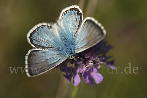 Silberbläuling (Polyommatus coridon)