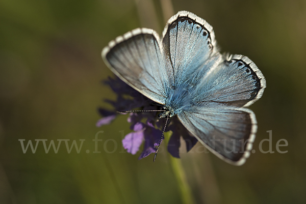 Silberbläuling (Polyommatus coridon)