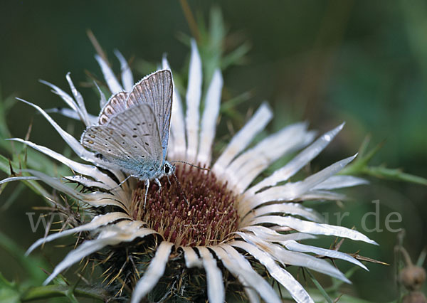 Silberbläuling (Polyommatus coridon)