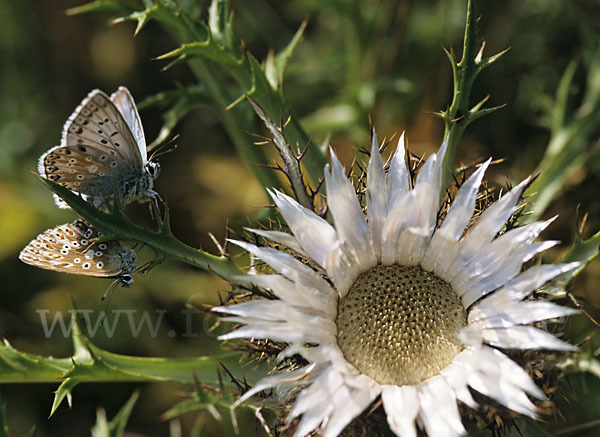 Silberbläuling (Polyommatus coridon)