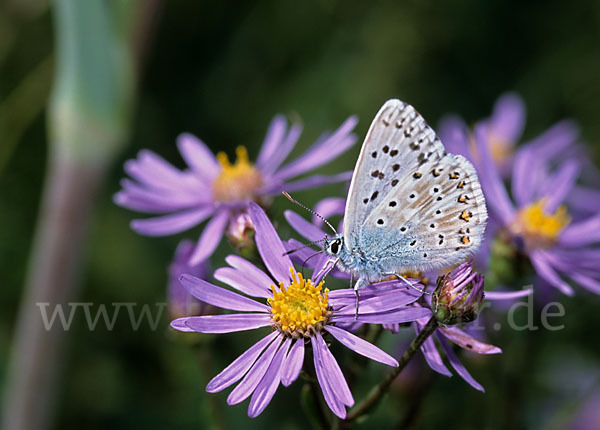 Silberbläuling (Polyommatus coridon)