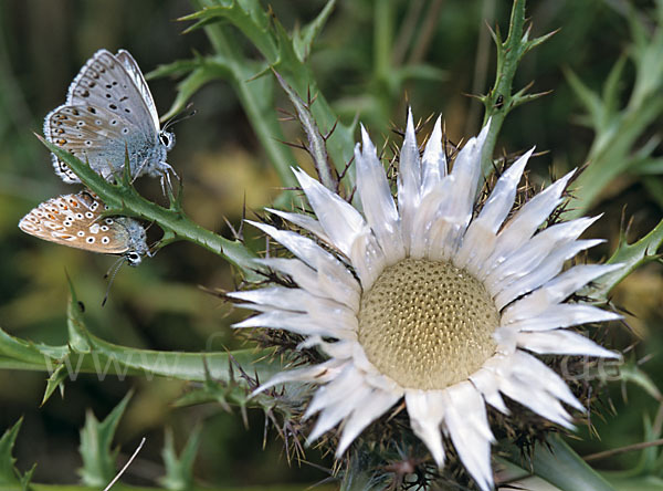 Silberbläuling (Polyommatus coridon)