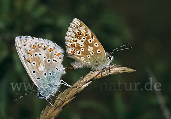 Silberbläuling (Polyommatus coridon)