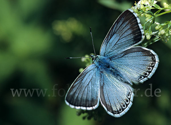 Silberbläuling (Polyommatus coridon)