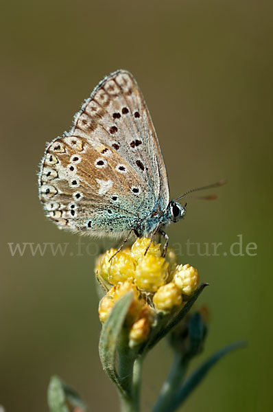 Silberbläuling (Polyommatus coridon)