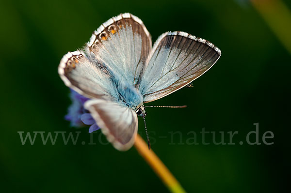 Silberbläuling (Polyommatus coridon)