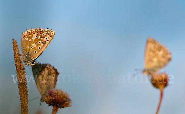 Silberbläuling (Polyommatus coridon)