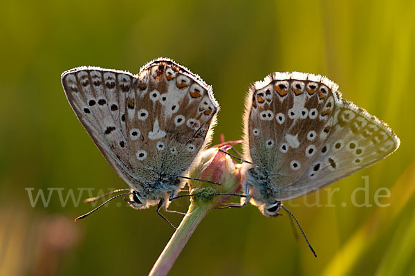 Silberbläuling (Polyommatus coridon)