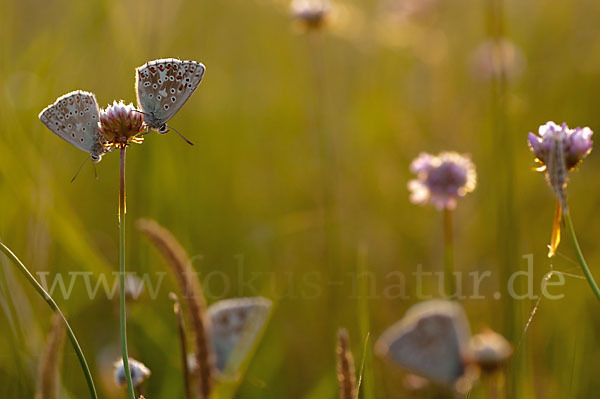 Silberbläuling (Polyommatus coridon)