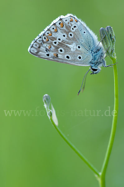 Silberbläuling (Polyommatus coridon)