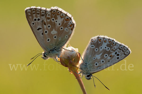 Silberbläuling (Polyommatus coridon)