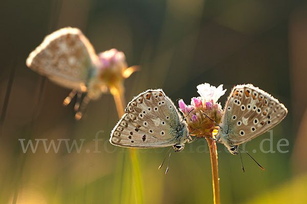 Silberbläuling (Polyommatus coridon)