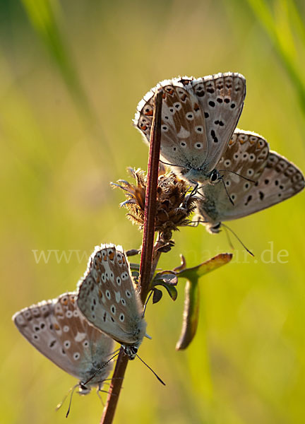 Silberbläuling (Polyommatus coridon)