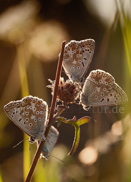 Silberbläuling (Polyommatus coridon)